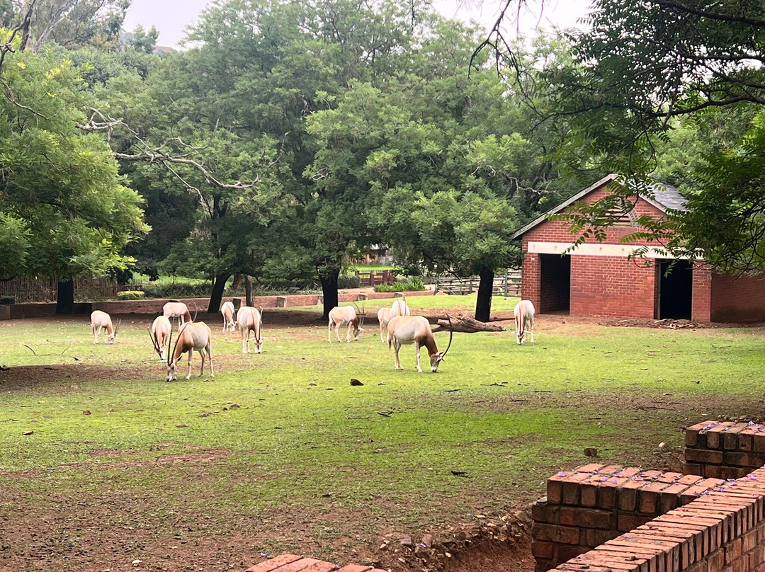Johannesburg Zoo-约翰内斯堡必去景点