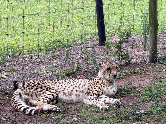 Durban Day Safaris-德班必去景点