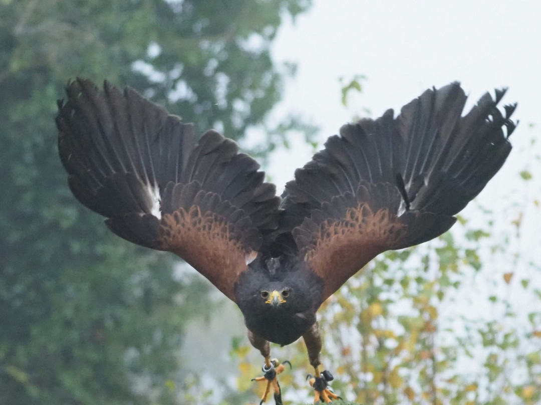 Killarney Falconry-基拉尼必去景点