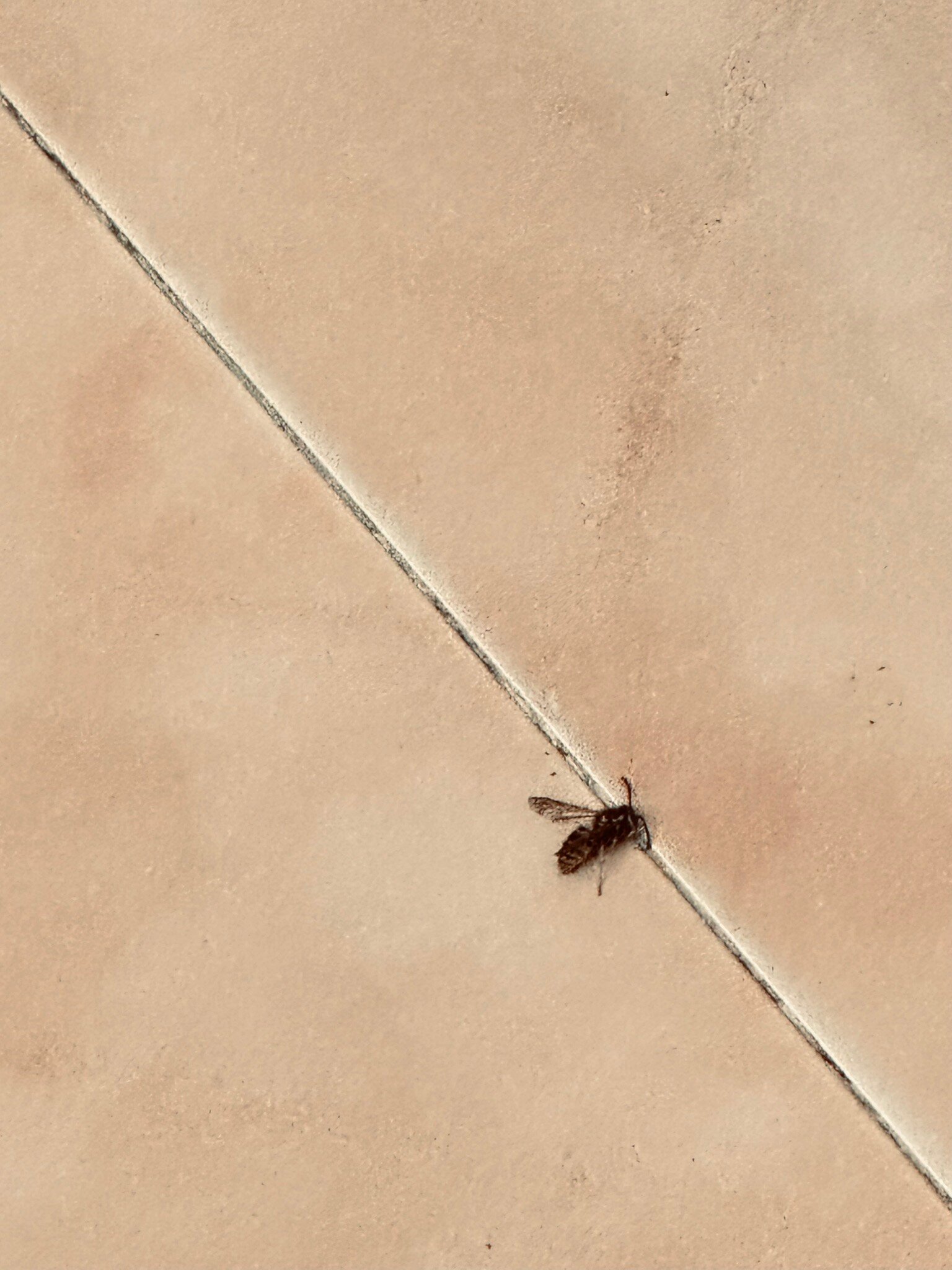 Lantana Garden-官方