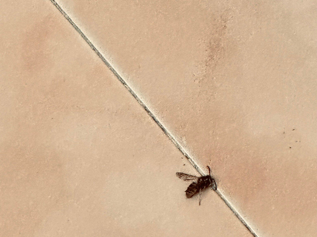 Lantana Garden主图