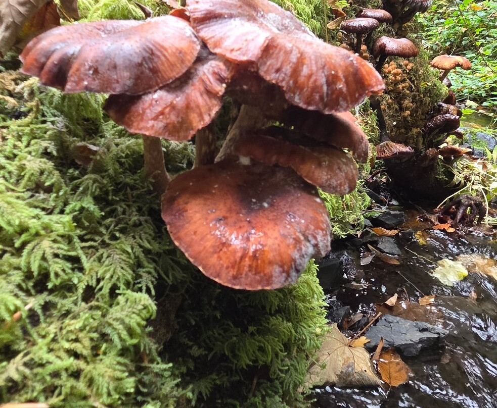 Canonteign Falls-Christow必去景点