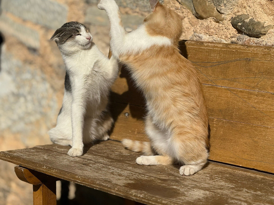 Albergue Ave Fenix主图