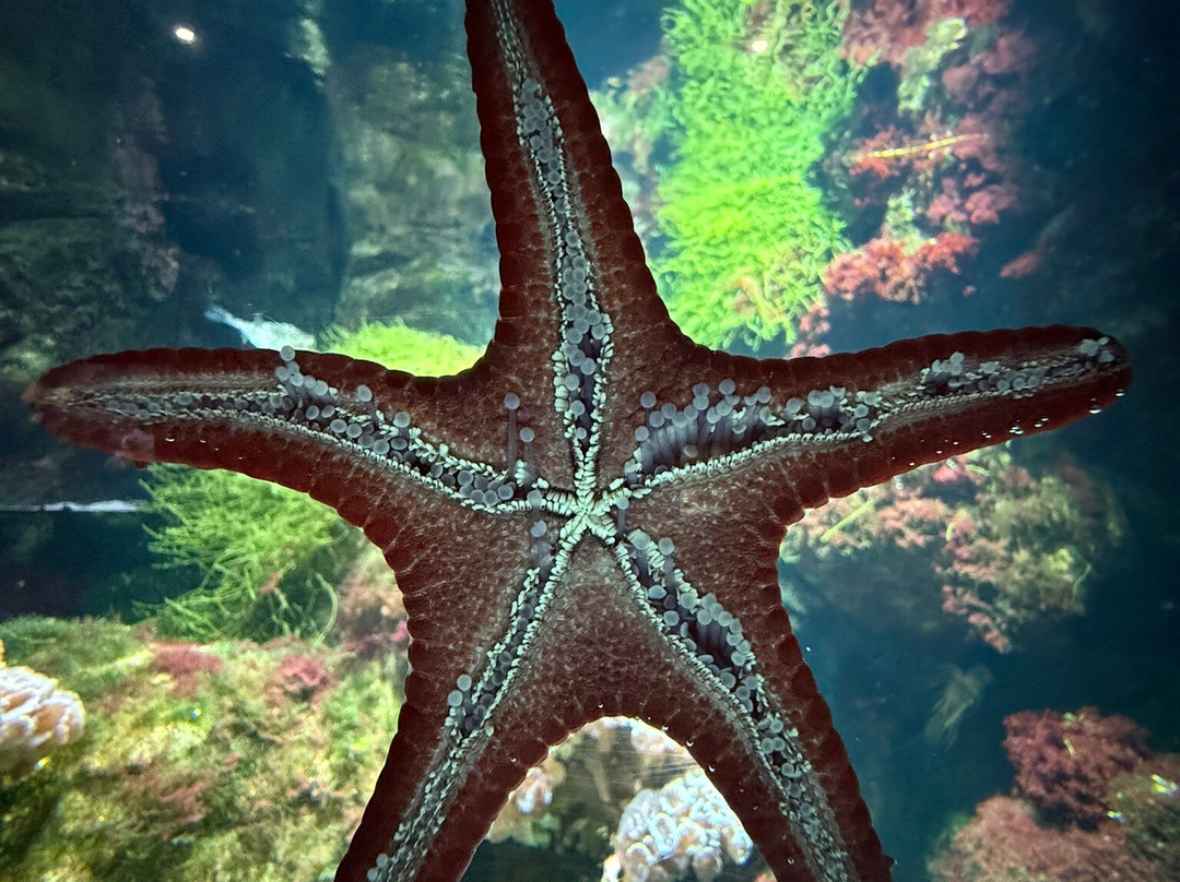 Aquarium La Rochelle-拉罗谢尔必去景点