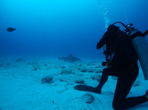 Jaguar Divers-普拉亚德尔卡曼必去景点