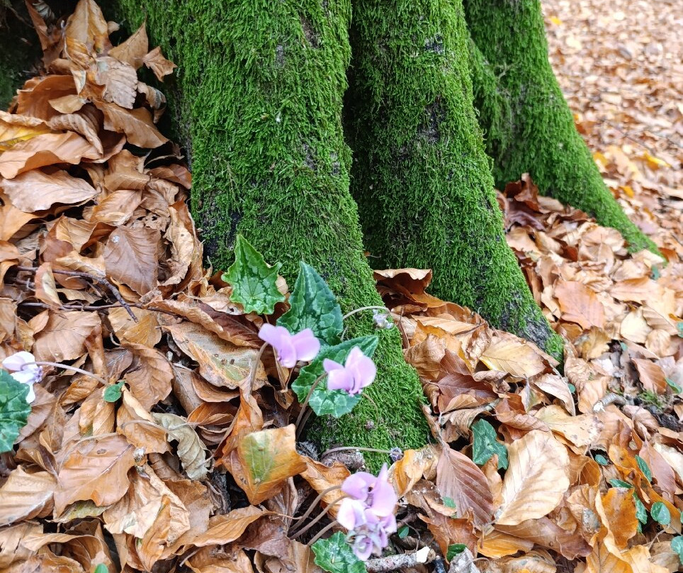 Faggeta del Monte Cimino-Soriano nel Cimino必去景点