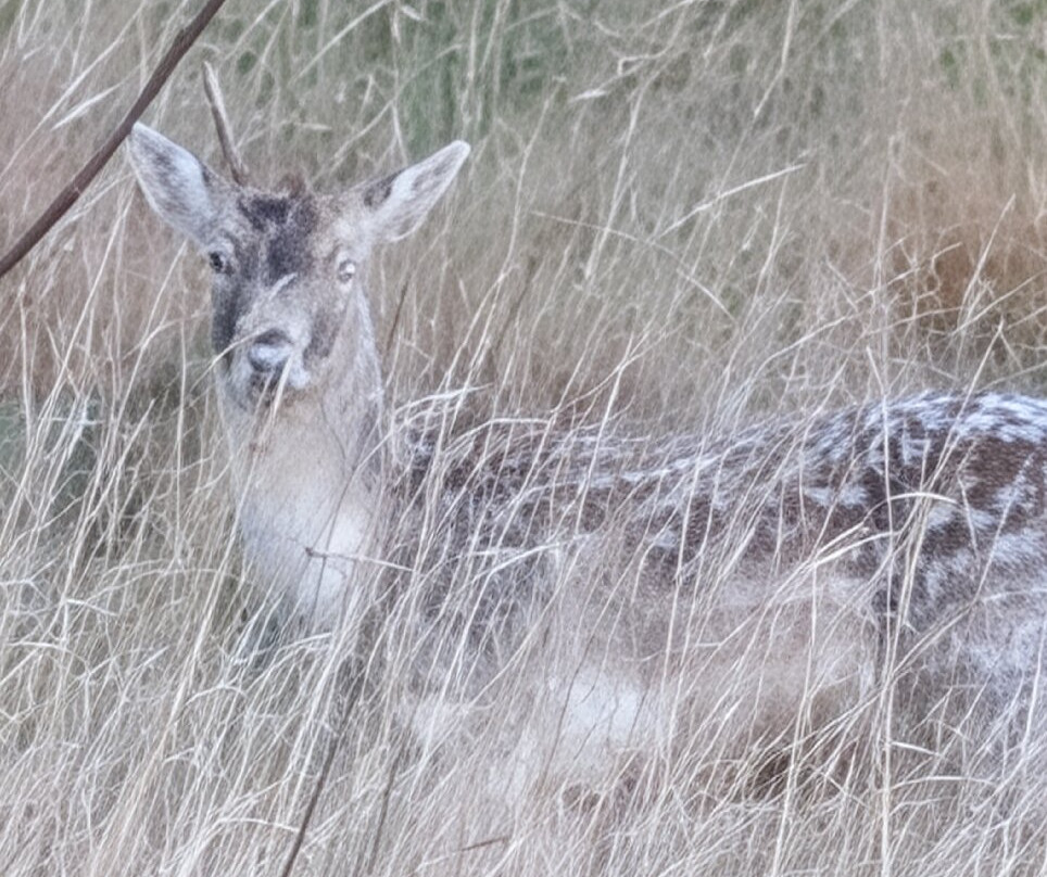 Nature Nuts-Blairgowrie必去景点