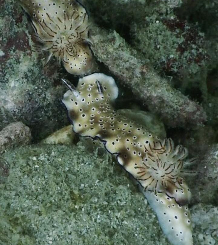 Scuba Nation Diving Centre-高龙撒冷岛必去景点