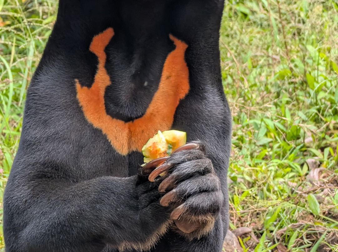 Wildlife Alliance-戈公必去景点