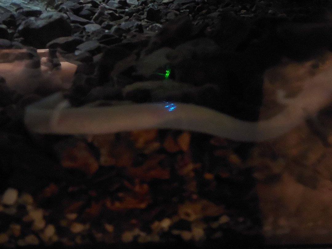 Vivarium-波斯托伊纳必去景点