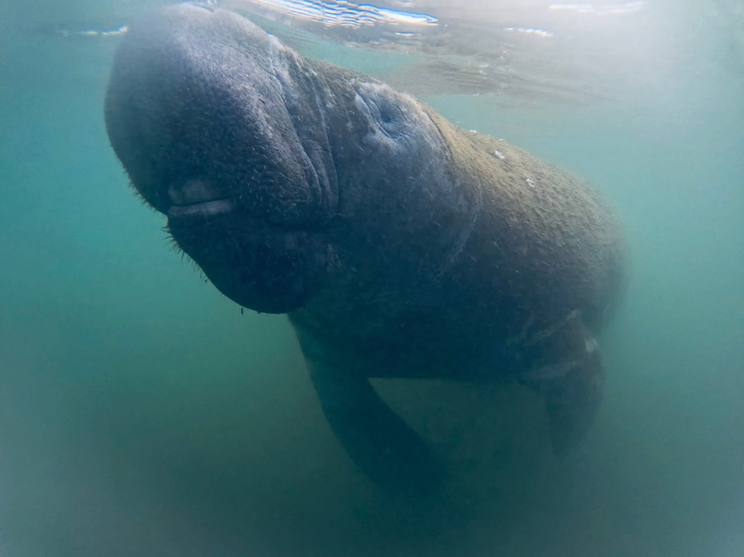 Fun 2 Dive Manatee Tours-克里斯特尔里弗必去景点