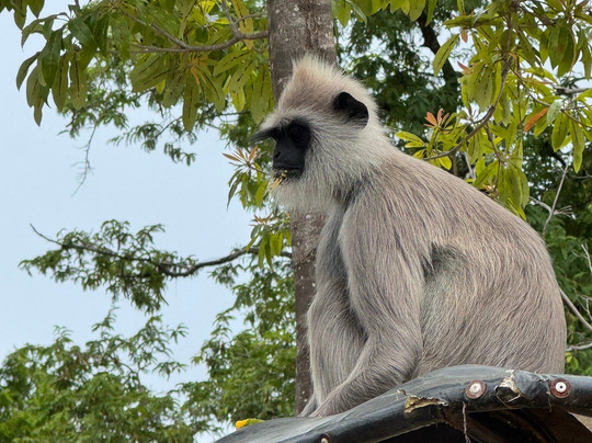 Travel With Thilak-Dehiwala必去景点