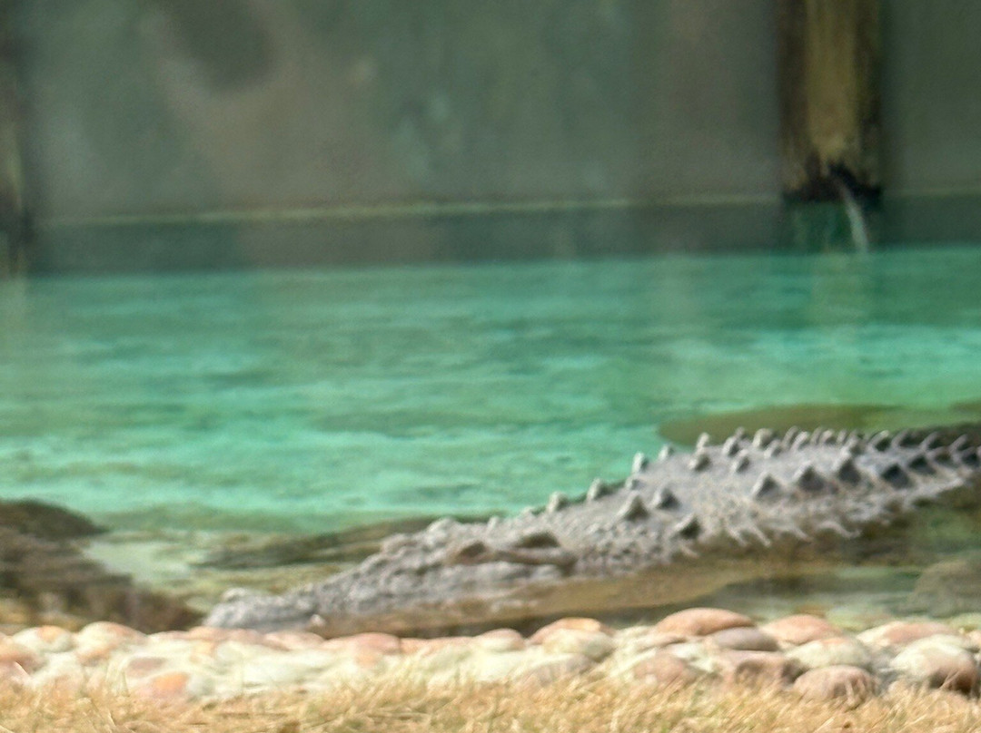 St. Augustine Alligator Farm Zoological Park-圣奥古斯丁必去景点