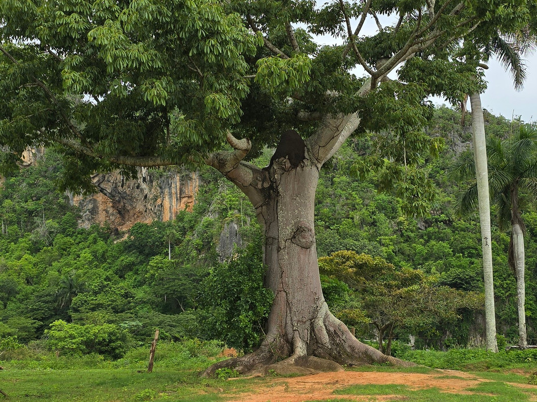 Authentic Tour Delivery-null必去景点