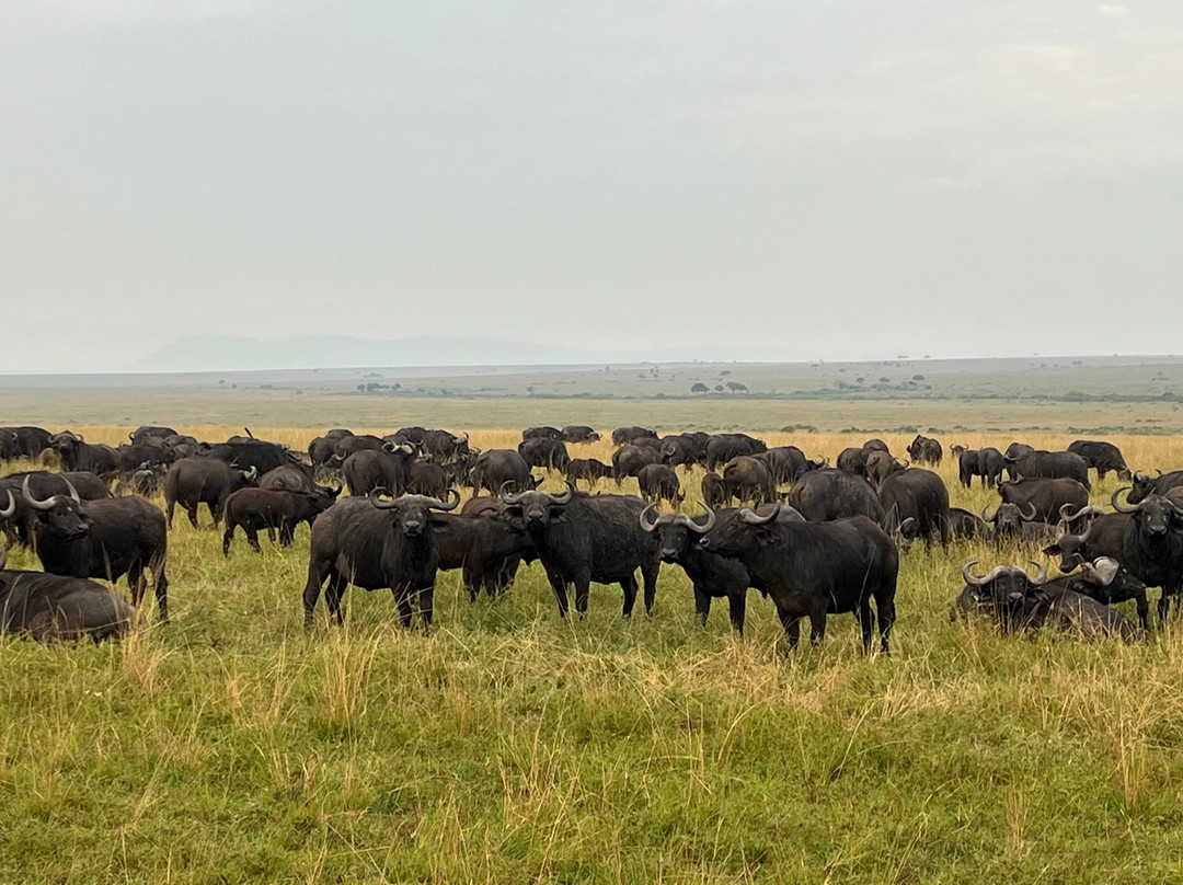 La Toupie Voyageuse-里昂必去景点