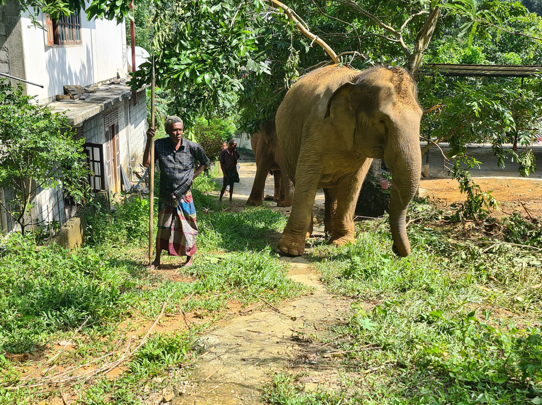 Elephant Freedom Project-凯格勒 必去景点