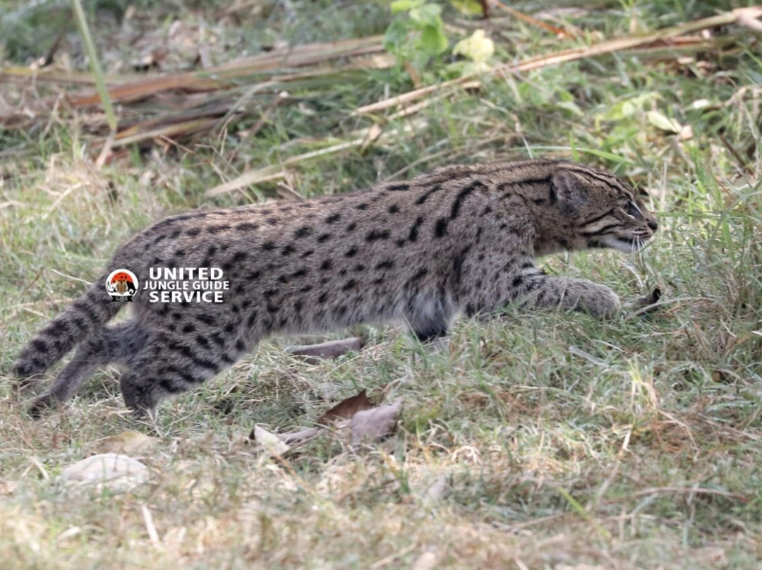 United Jungle Guide Service-奇旺国家公国必去景点