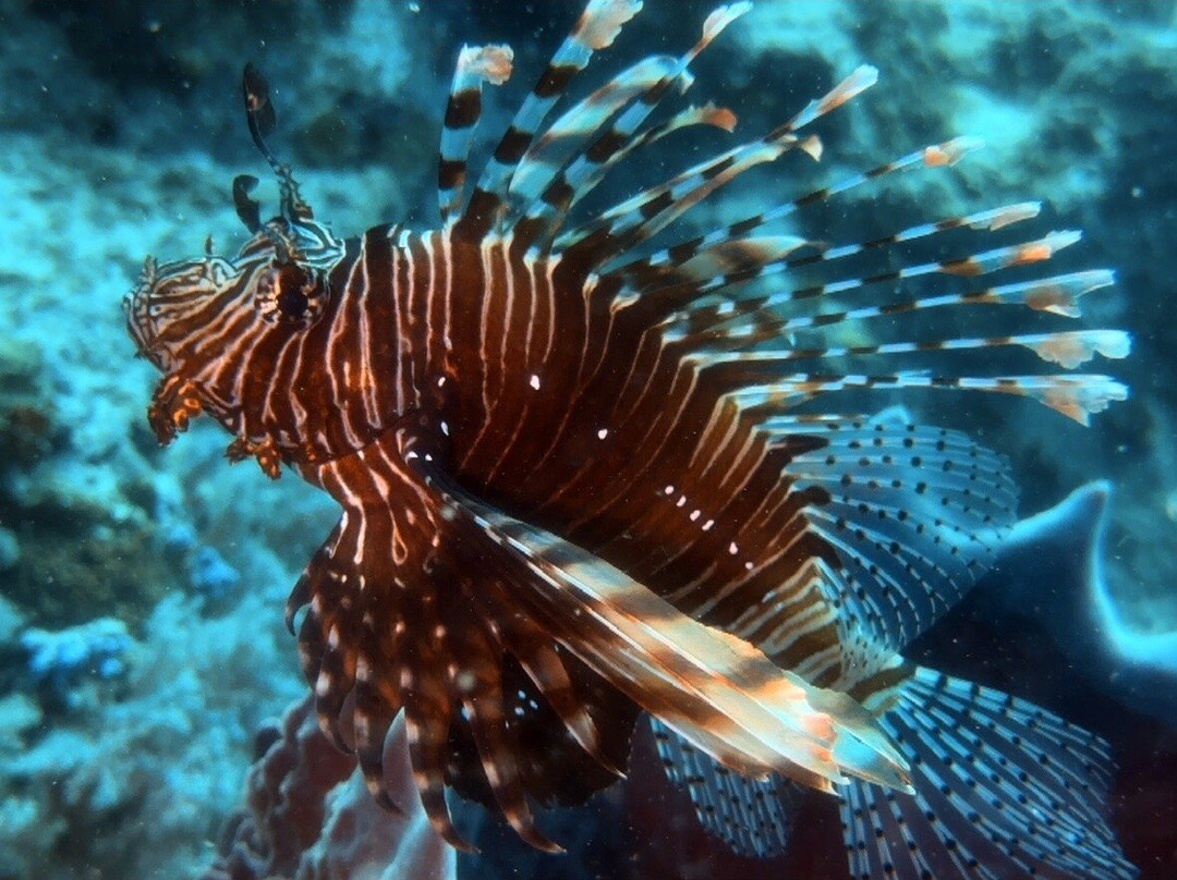 The Junk Liveaboards-Chalong必去景点