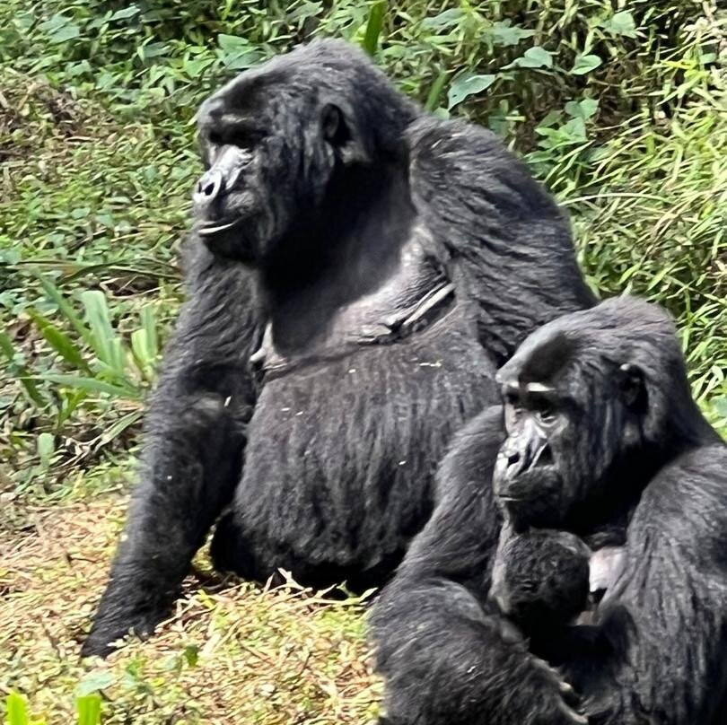 Katona Tours and Travel-吉佳利必去景点