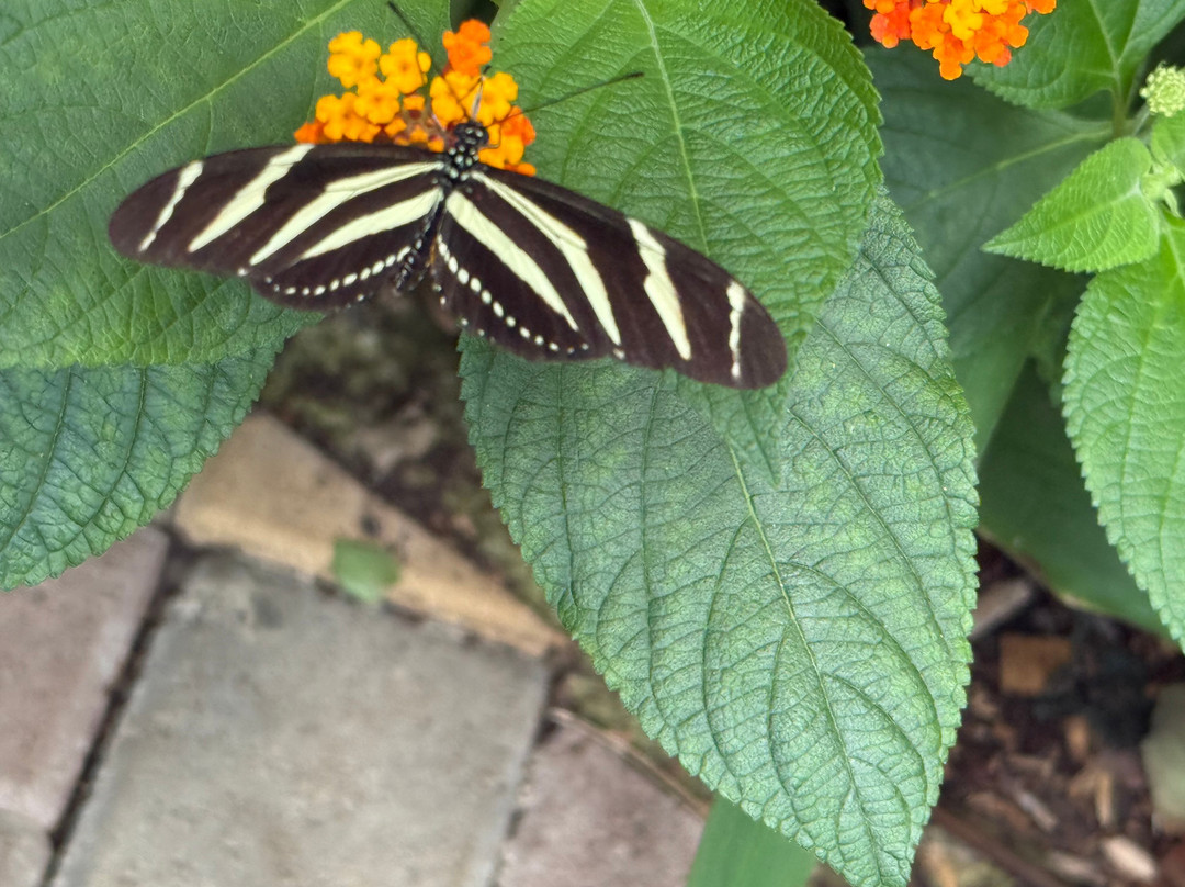 Monteverde Butterfly Gardens-蒙特沃德必去景点