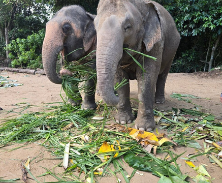 Elephant Jungle Sanctuary Samui-波普特必去景点