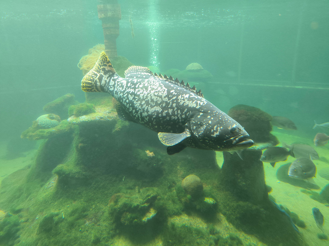 Reefworld Aquarium-尤兰根必去景点