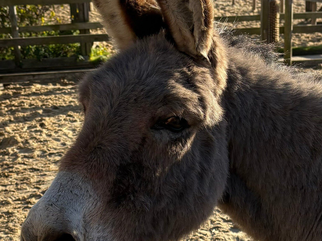 Hayling Island Donkey Sanctuary-海灵岛必去景点