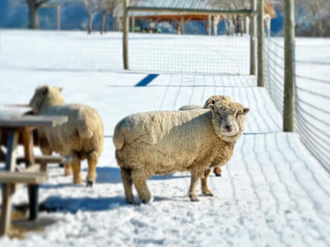 Ecco Adesso Vineyards-Fairfield必去景点