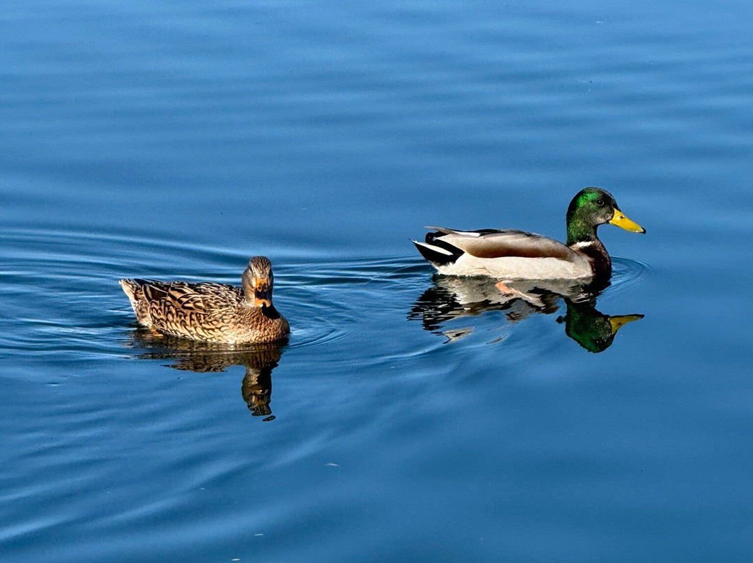 Veterans Oasis Park-钱德勒必去景点