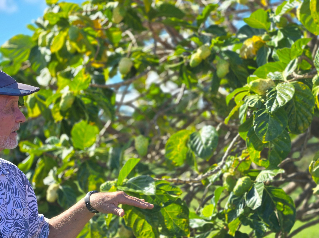Hawaiian Organic Noni-基拉韦厄必去景点