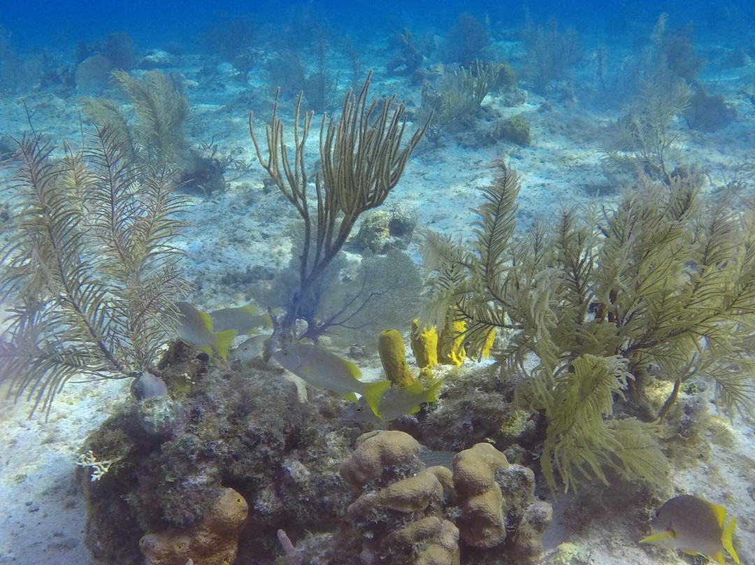 DNS Diving-七哩滩必去景点