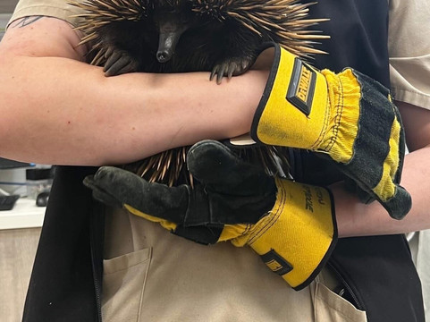 WA Wildlife-珀斯必去景点