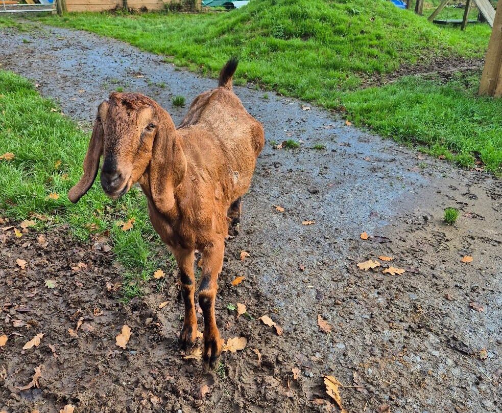 Woolley Animals Farm Park-Winkleigh必去景点