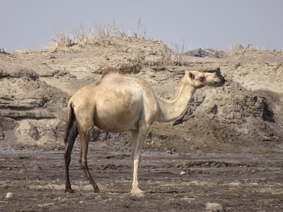 Lucy Ethiopia Tours-亚的斯亚贝巴必去景点