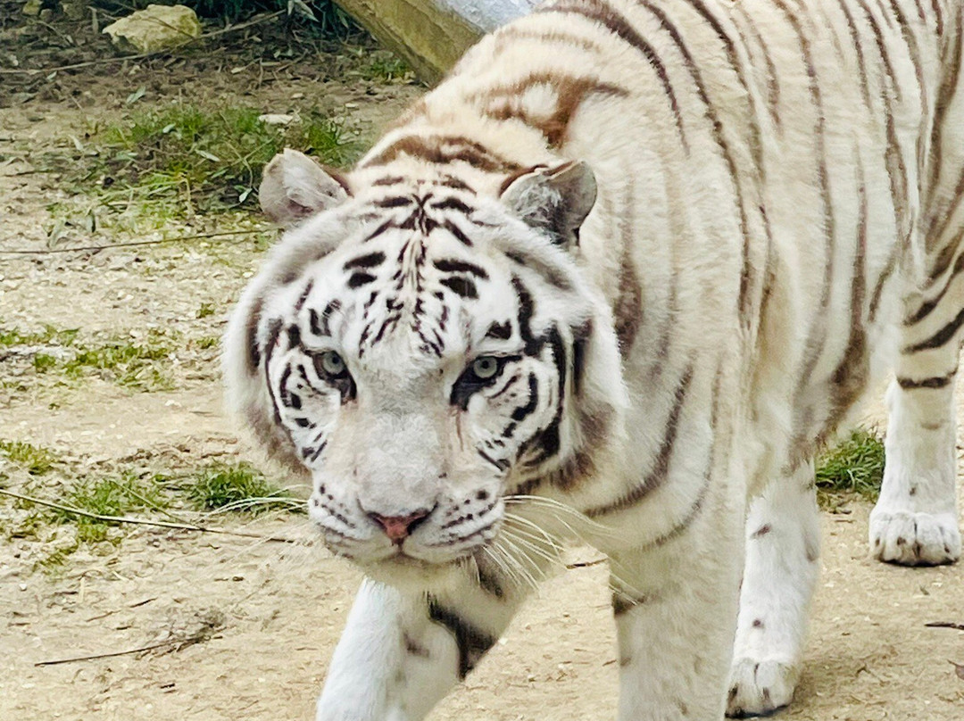 Sikypark-Cremines必去景点