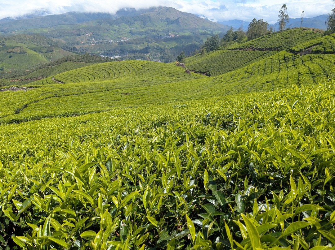 Munnar tea Green trekking adventure-慕那尔必去景点