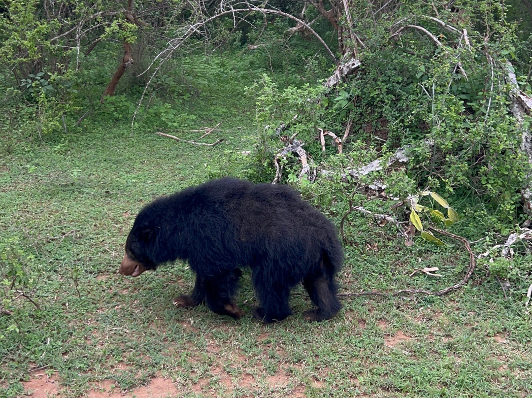 Southern Wild Safari-蒂瑟默哈拉默必去景点