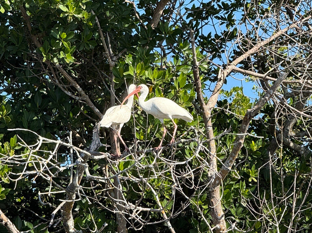 Gulf Coast Kayak-开普科勒尔必去景点