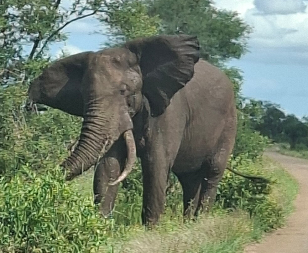 Game drives at Phalaborwa Gate in Kruger National Park-克鲁格国家公园必去景点