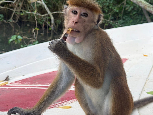 Boat Safari At Koggala Lake No 07-克拉必去景点