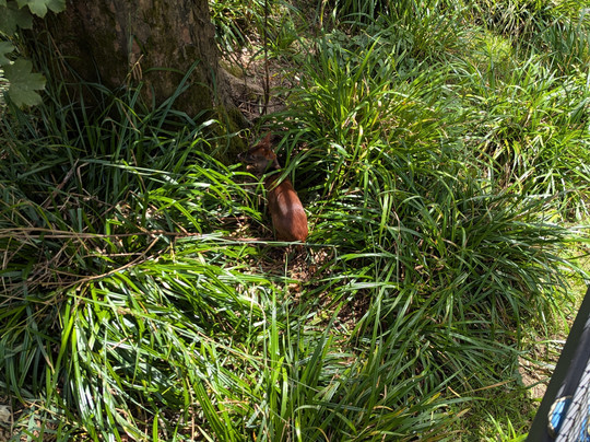 Zoo Wuppertal-伍珀塔尔必去景点