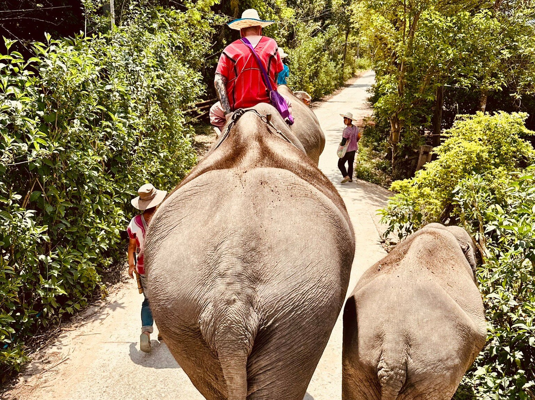 Karen Tribe Native Elephant-清迈必去景点