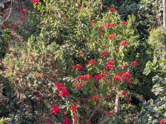 Nepal Trekking Experts Pvt. Ltd.-加德满都必去景点