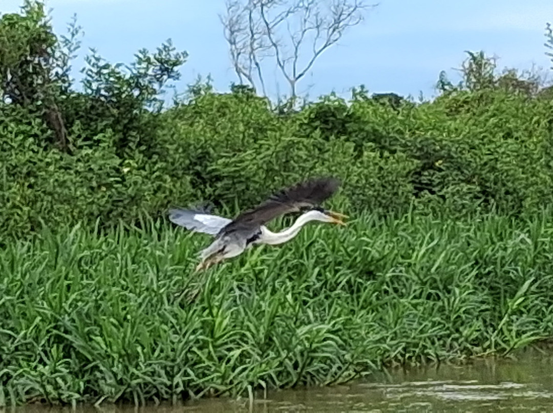 Spot Jaguar Pantanal South Wild Jaguar Tour-科龙巴必去景点