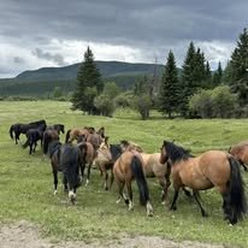 Wild Horses Of Alberta Society-桑德必去景点