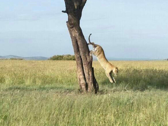 Tazama Africa Holidays-内罗毕必去景点