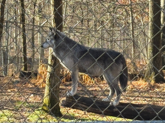 Lakota Wolf Preserve-Columbia必去景点