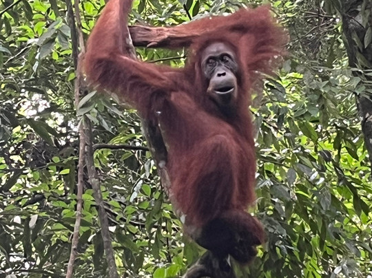 Sumatra Orangutan Tour-棉兰必去景点