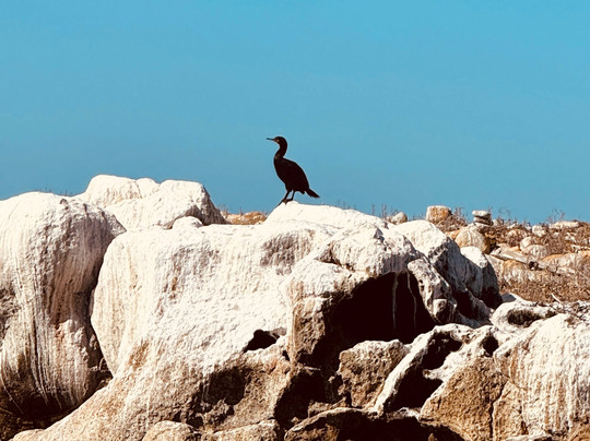 Cape Coast Expeditions-Yzerfontein必去景点