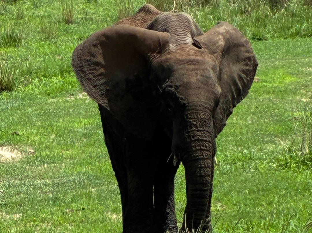 Wild Authentic Tanzania-阿鲁沙必去景点